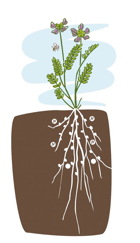 Vetch | Species Information