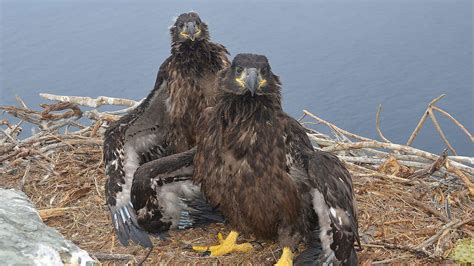 High Quality West End Bald Eagle Webcam from Catalina Island, USA