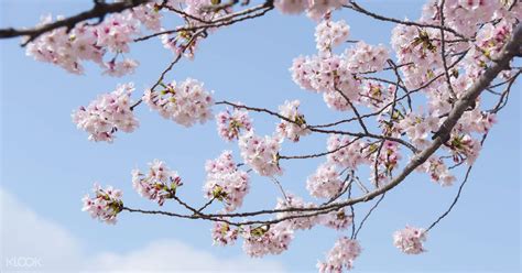 Estas Observando Fotos Sobre Amateur Jovencita Rubia De La Calle Follando Por El Cono Chaval