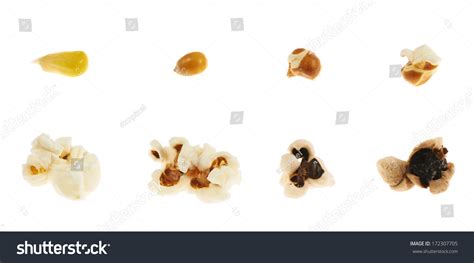 roasting corn kernel  popcorn isolated stock photo
