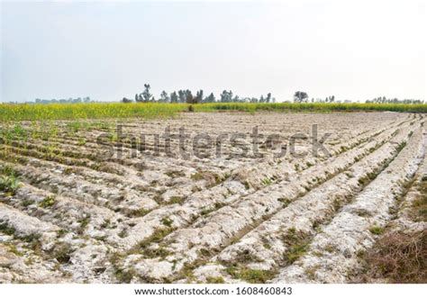 5,710 Salinization Soil Images, Stock Photos & Vectors | Shutterstock