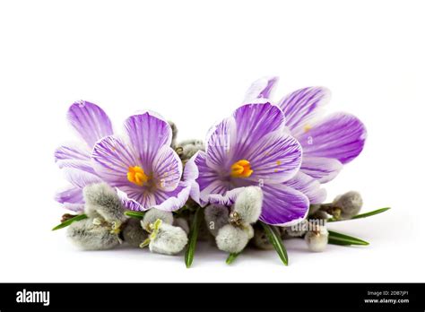 Crocus Flowers And Pussy Willow Twigs On White Background Stock Photo Alamy