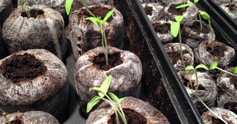 Master Gardener: Starting seeds indoors