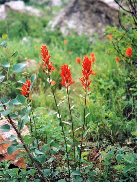 Red Paintbrush Plants And Animals In Grand Teton National Park Wyoming