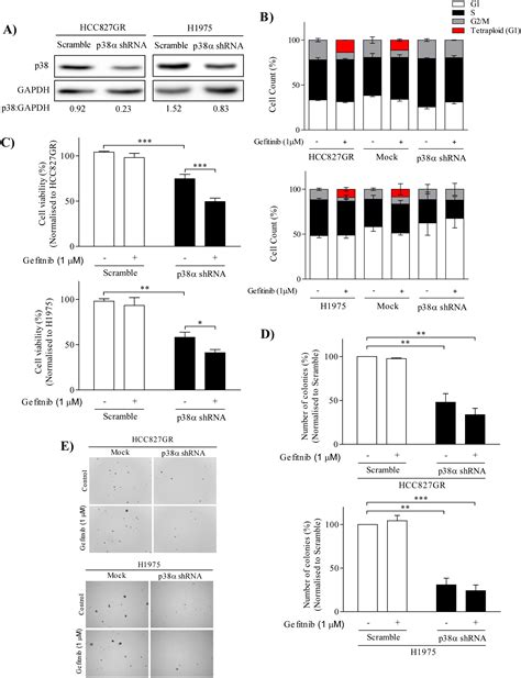 Losmapimod Overcomes Gefitinib Resistance In Non Small Cell Lung Cancer