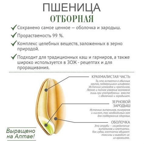 Пшеница отборная 1,5 кг