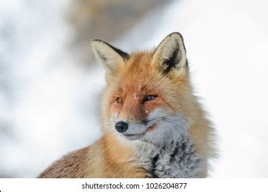 Red Fox Snow Stock Photo 1026204877 | Shutterstock