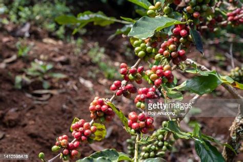 Coffee Shrubs Photos Et Images De Collection Getty Images