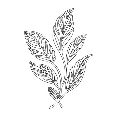 Ash Leaf Floral Outline Sketch Royalty Free Vector Image