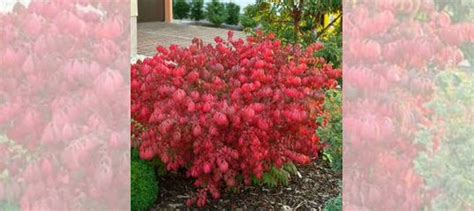Бересклет крылатый купить в Великом Новгороде | Товары для дома и дачи ...
