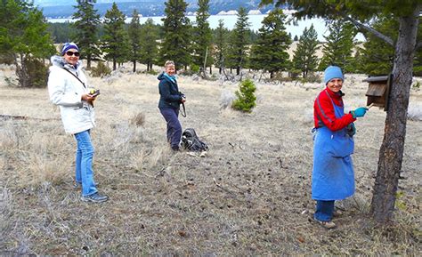 Bluebird Nestbox Program Takes Flight In Fairmont Columbia Valley