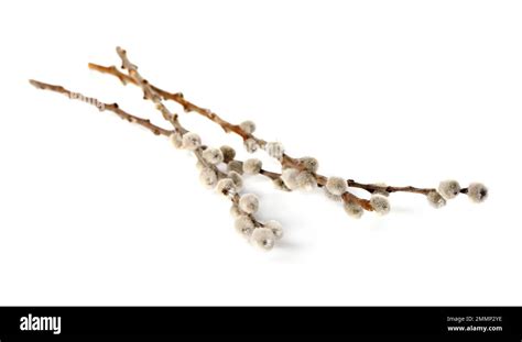 Pussy Willow Branches Isolated On White Background Stock Photo Alamy