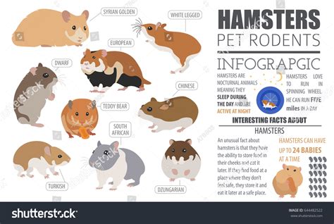 Hamster Breeds Icon Set Flat Style Stock Vector (Royalty Free ...