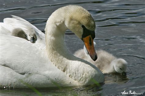 Mute Swan Swans And Geese Swedish Birds Gallery My World Of