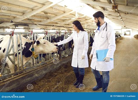 Two Young Livestock Veterinarians In White Coats Checking On Cows In Dairy Farm Barn Stock Image