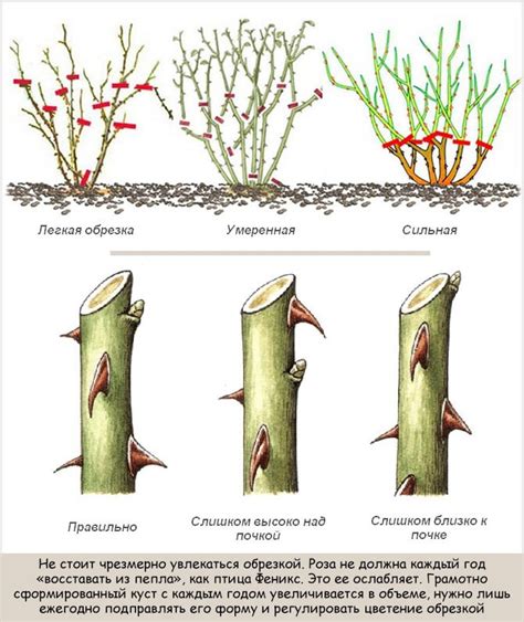 Обрезка роз: как правильно проводить в зависимости от сезона и сортов