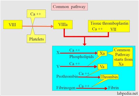 Blood Coagulation Pathway