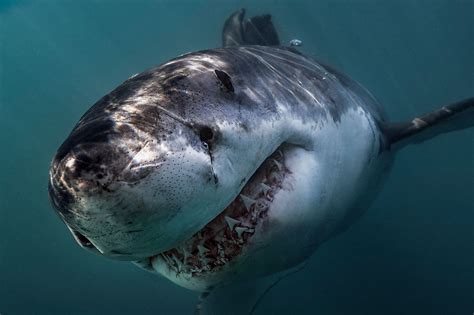 A Shark-Friendly Solution for Deterring Sharks in Australian Waters