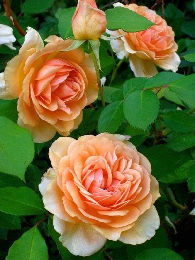 Rose Pegasus: характеристики и характеристики на сорта, правила за ...