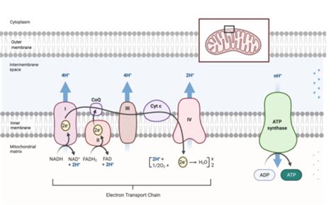 UNIT 2: Oxidative Phosphorylation I Flashcards | Quizlet 