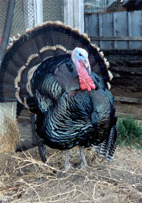 heritage turkey foundation