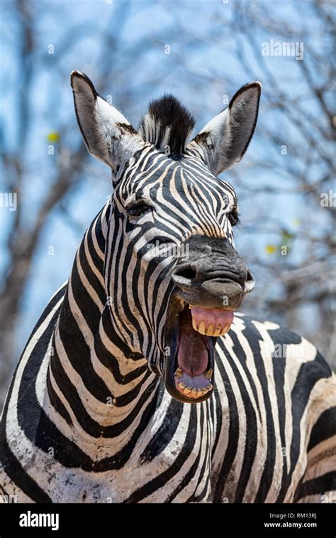 Zebra Teeth Smiling Hi Res Stock Photography And Images Alamy