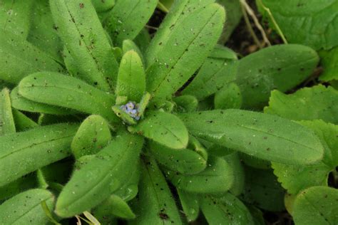Myosotis Arvensis
