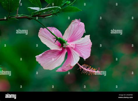 Hibiscus Flower Also Known As Shoe Flower Colloquially Malvaceae