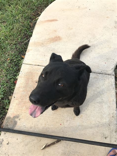 After i was done mowing the lawn, my neighbors dog came up to me. So I