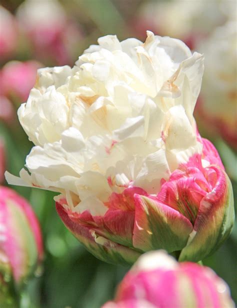 Tulip Ice Cream Tesselaar