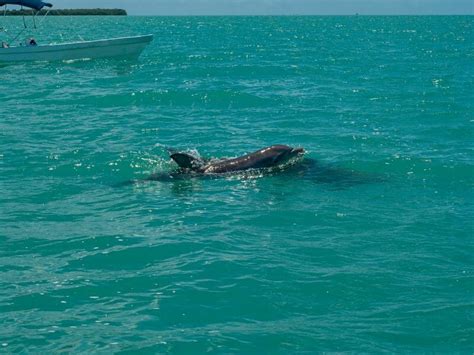 25 Species Of Animals In Cancun Discover Mexico Wildlife