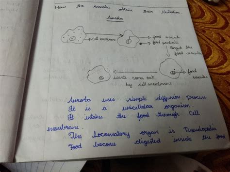 Explain The Nutrition In Amoeba With The Help Of A Diagram Along With