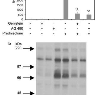 Genistein And Rosiglitazone Induce Adipogenesis In Synergism Ac