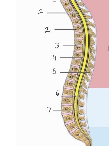 A P Lab Test The Spine And Ribs Flashcards Quizlet