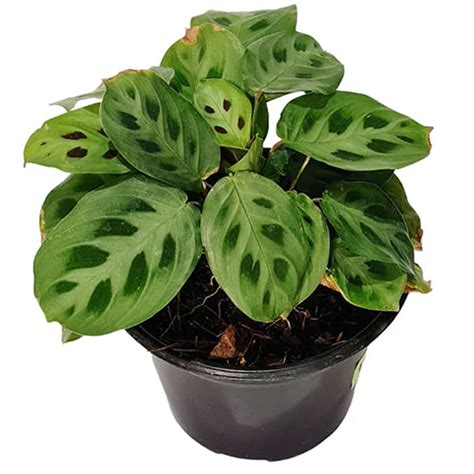 calathea vivero el encanto