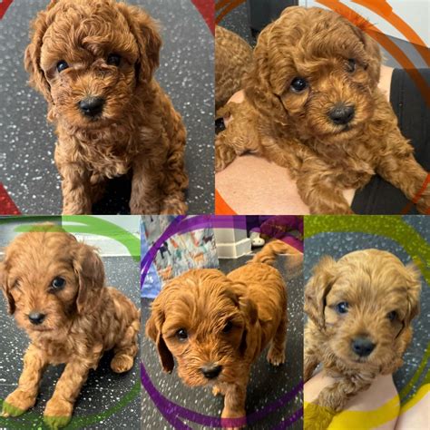 F1B Red Cavapoo For Sale Essex - Forever Puppy
