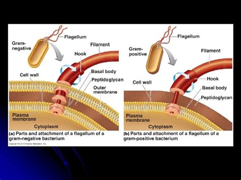 Chapter 4 Functional Anatomy Of Prokaryotic And Eukaryotic