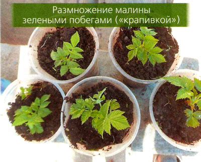 Особенности выбора посадочного материала малины