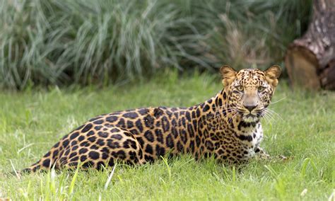 definitive guide  african leopard facts habitat conservation status