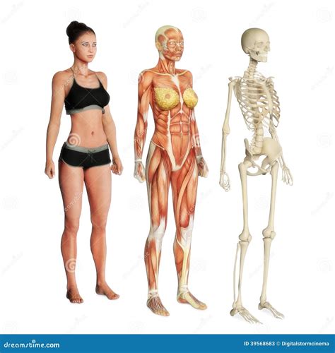 Body Systems Stock Illustration Illustration Of Lifestyle 39568683