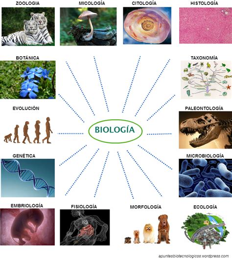 Las Ramas De La Biología Es La Ciencia Que Estudia La Vida Tiene