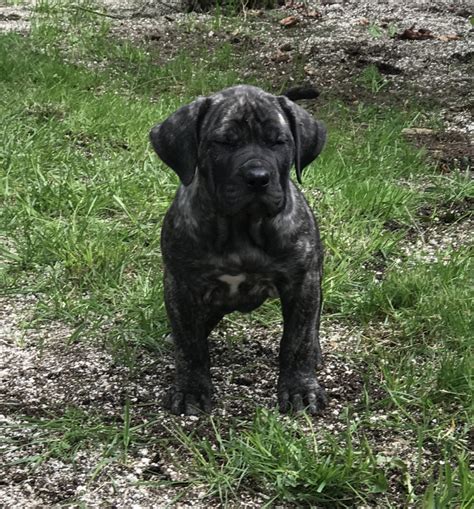 Perro De Presa Canario Puppies For Sale Eugene OR 188245