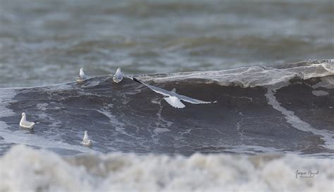 Les Rieuses Surfent Sur La Vague A Cr Nature Flickr