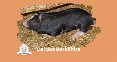 Berkshire Cerdo