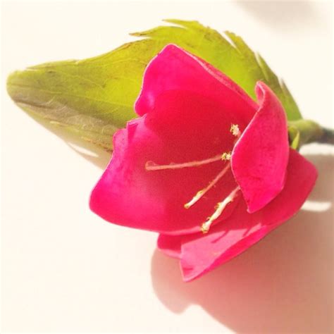 Цветок, холодный фарфор | Flowers, Dragon fruit, Watermelon