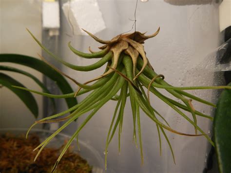 grow  tillandsia air plant tillandsia air plant air plants