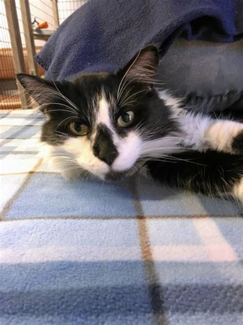 Pet Of The Week Meet George The Willits News