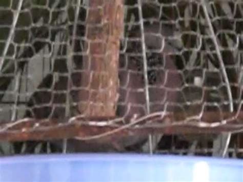 Tho Bau Gay MOV YouTube