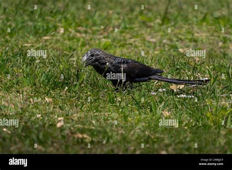 Smooth Billed Ani Bird Crotophaga Ani Stock Photo Alamy