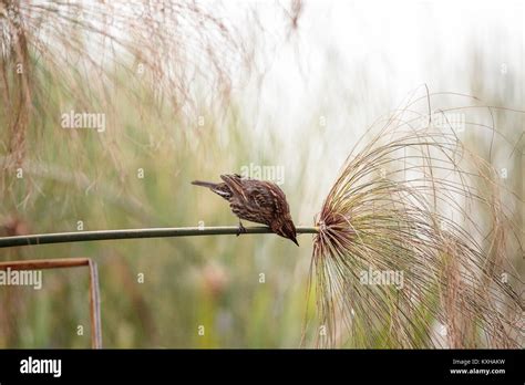 Female Red Winged Blackbird Agelaius Phoeniceus Perches In A Swamp In